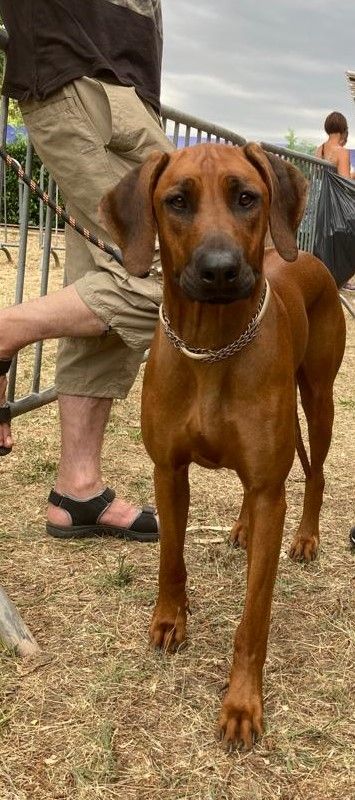 Hells Rhodesian Swala