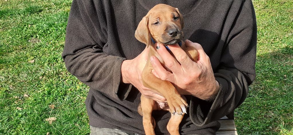 Hells Rhodesian - Chiot disponible  - Rhodesian Ridgeback