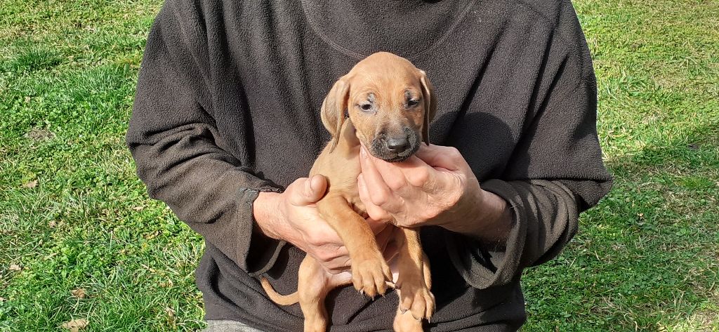 Hells Rhodesian - Chiot disponible  - Rhodesian Ridgeback