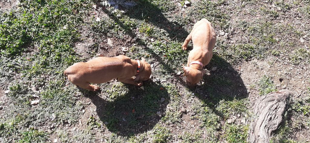 Hells Rhodesian - Chiot disponible  - Rhodesian Ridgeback