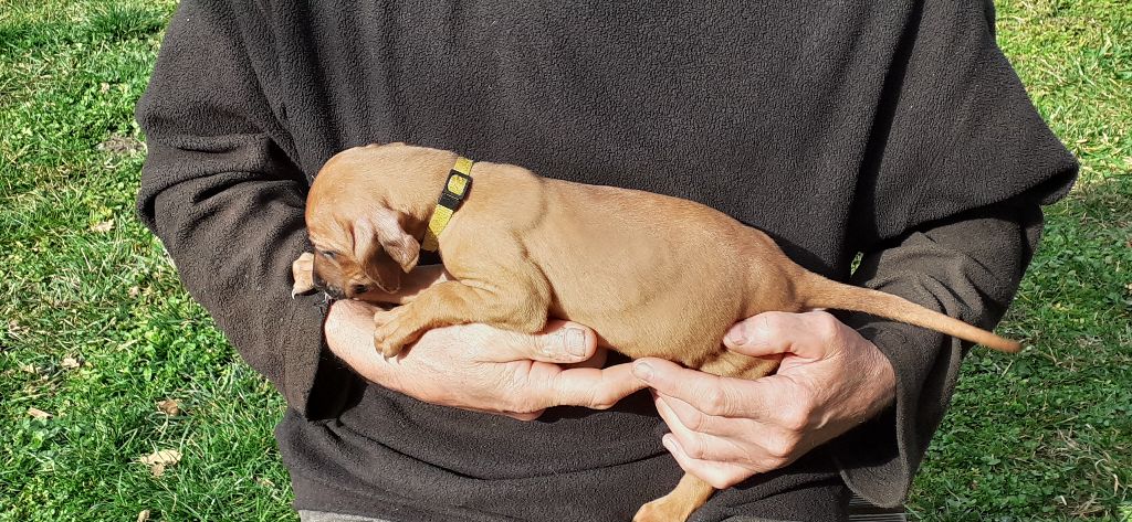 Hells Rhodesian - Chiot disponible  - Rhodesian Ridgeback