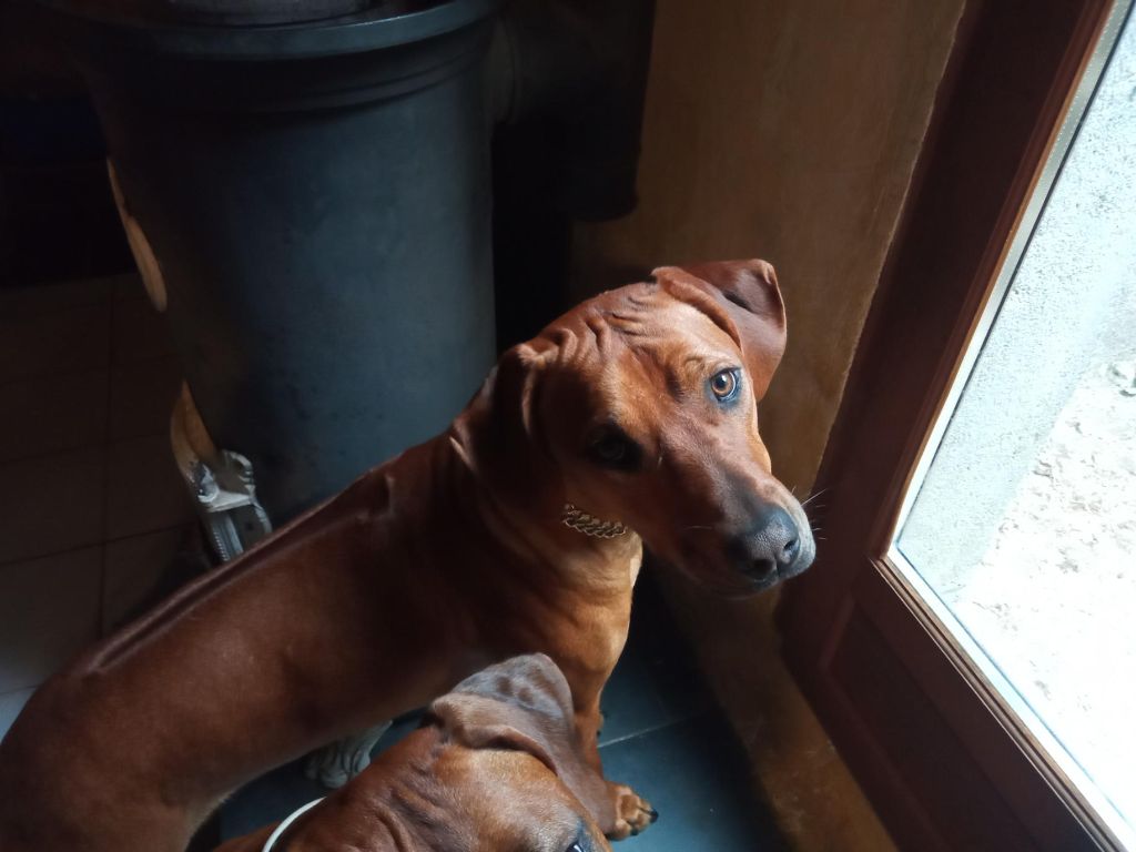 Hells Rhodesian Shadow