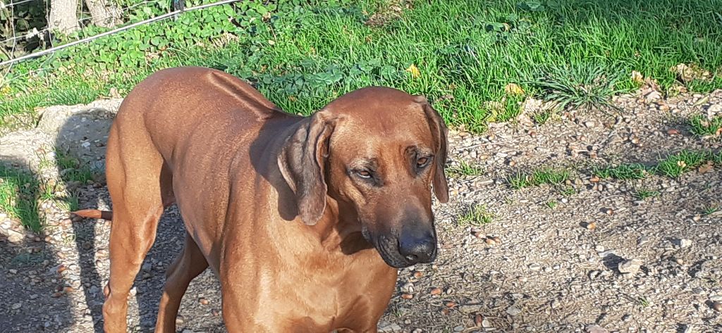 Hells Rhodesian Swala