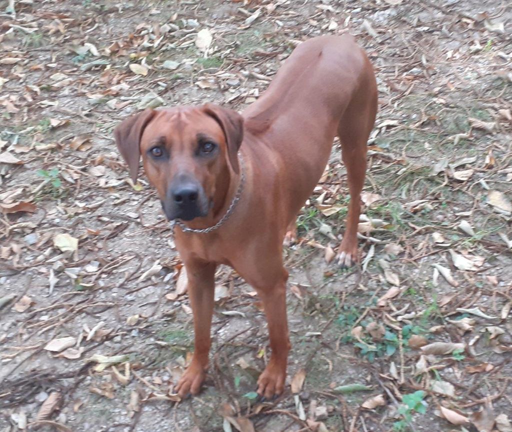 Hells Rhodesian Tiga