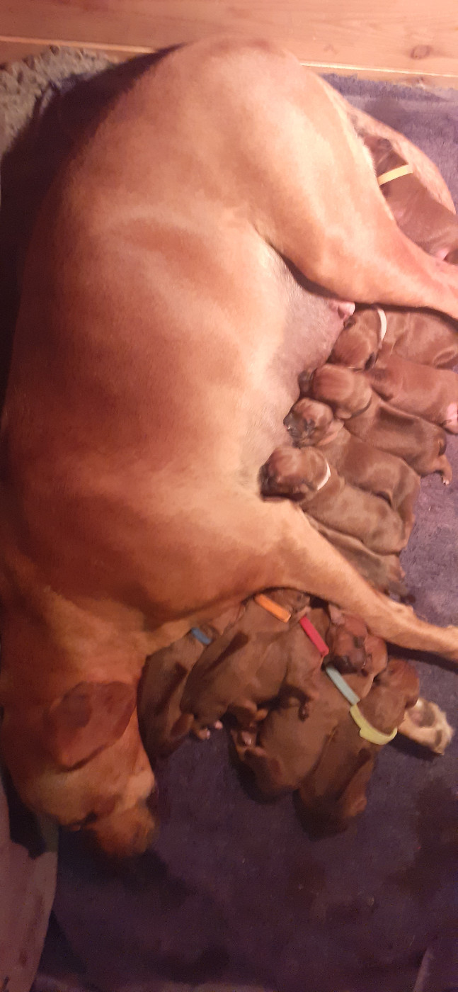 Chiot Rhodesian Ridgeback Hells Rhodesian