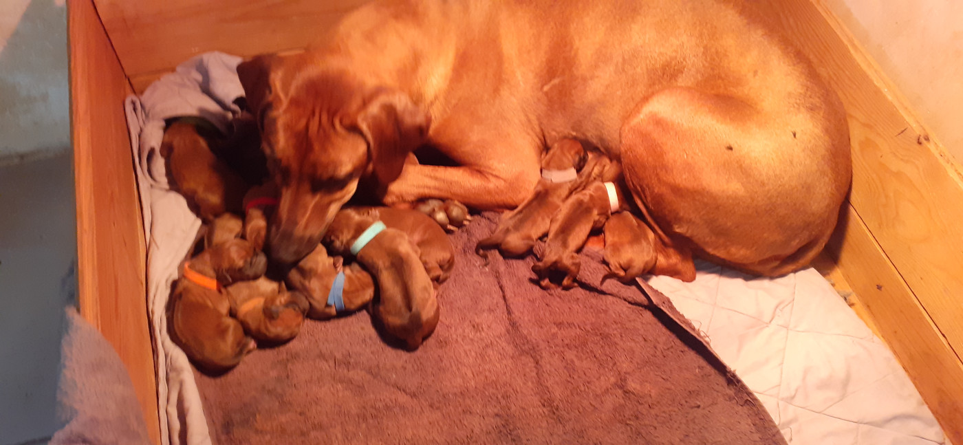 Hells Rhodesian - Rhodesian Ridgeback - Portée née le 11/06/2026