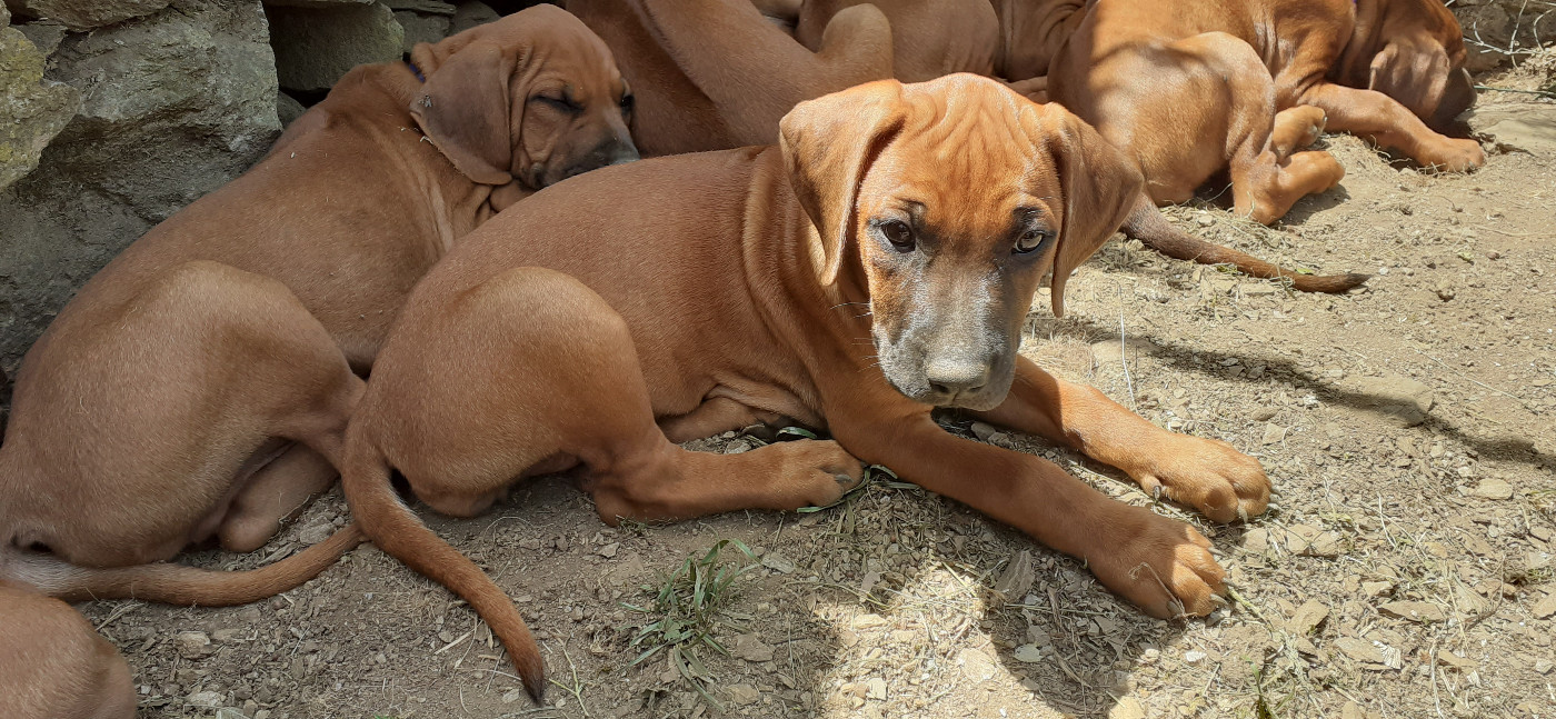 Hells Rhodesian - Chiots disponibles - Rhodesian Ridgeback