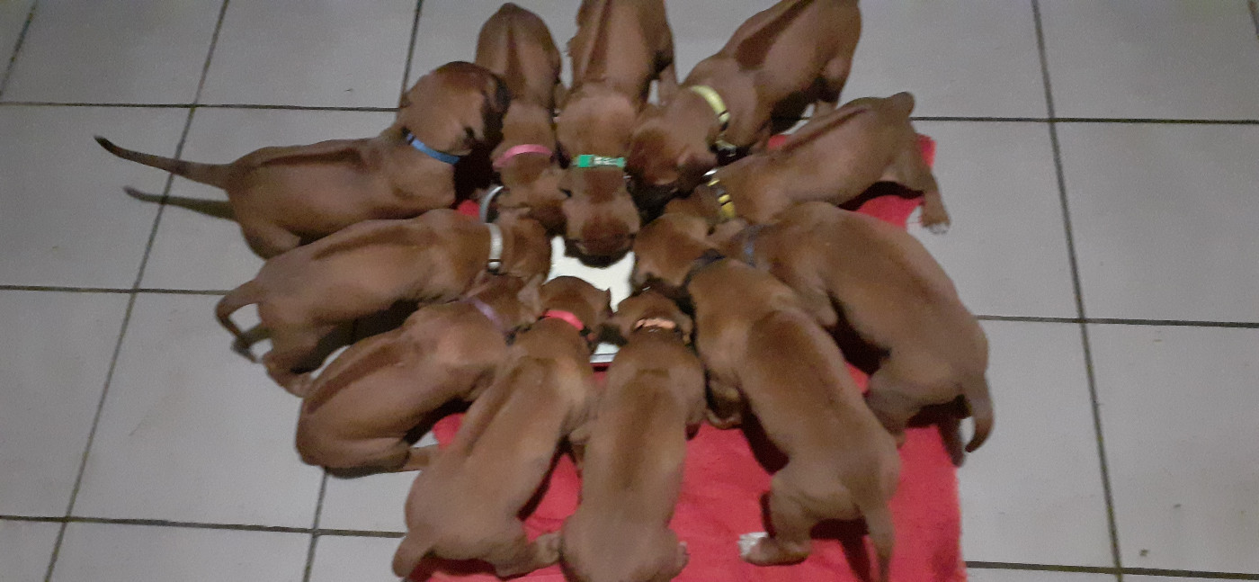 Chiot Rhodesian Ridgeback Hells Rhodesian