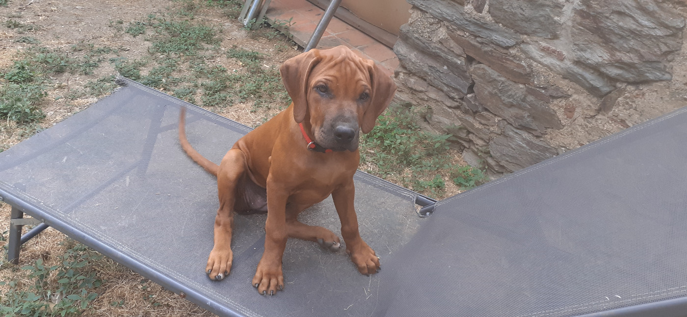 Hells Rhodesian - Chiots disponibles - Rhodesian Ridgeback