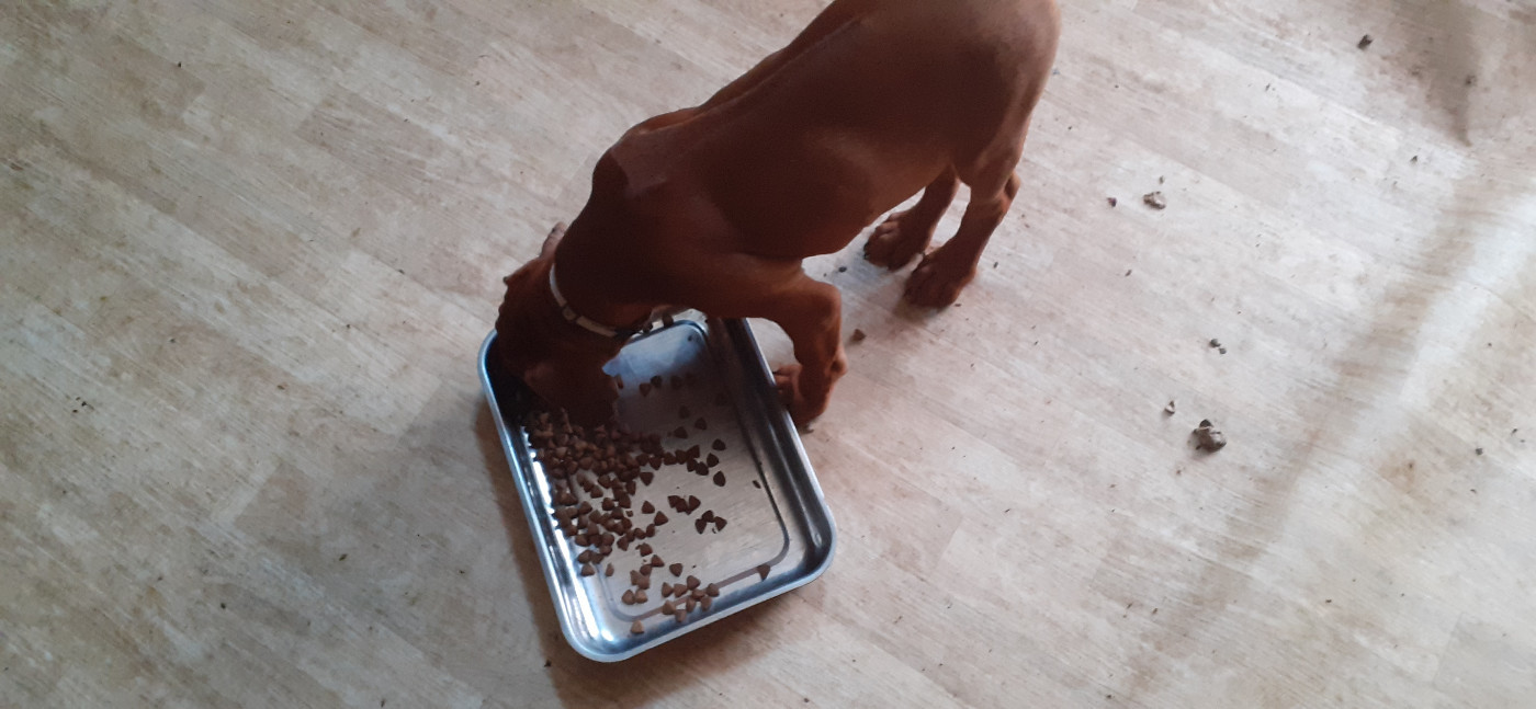 Hells Rhodesian - Chiots disponibles - Rhodesian Ridgeback