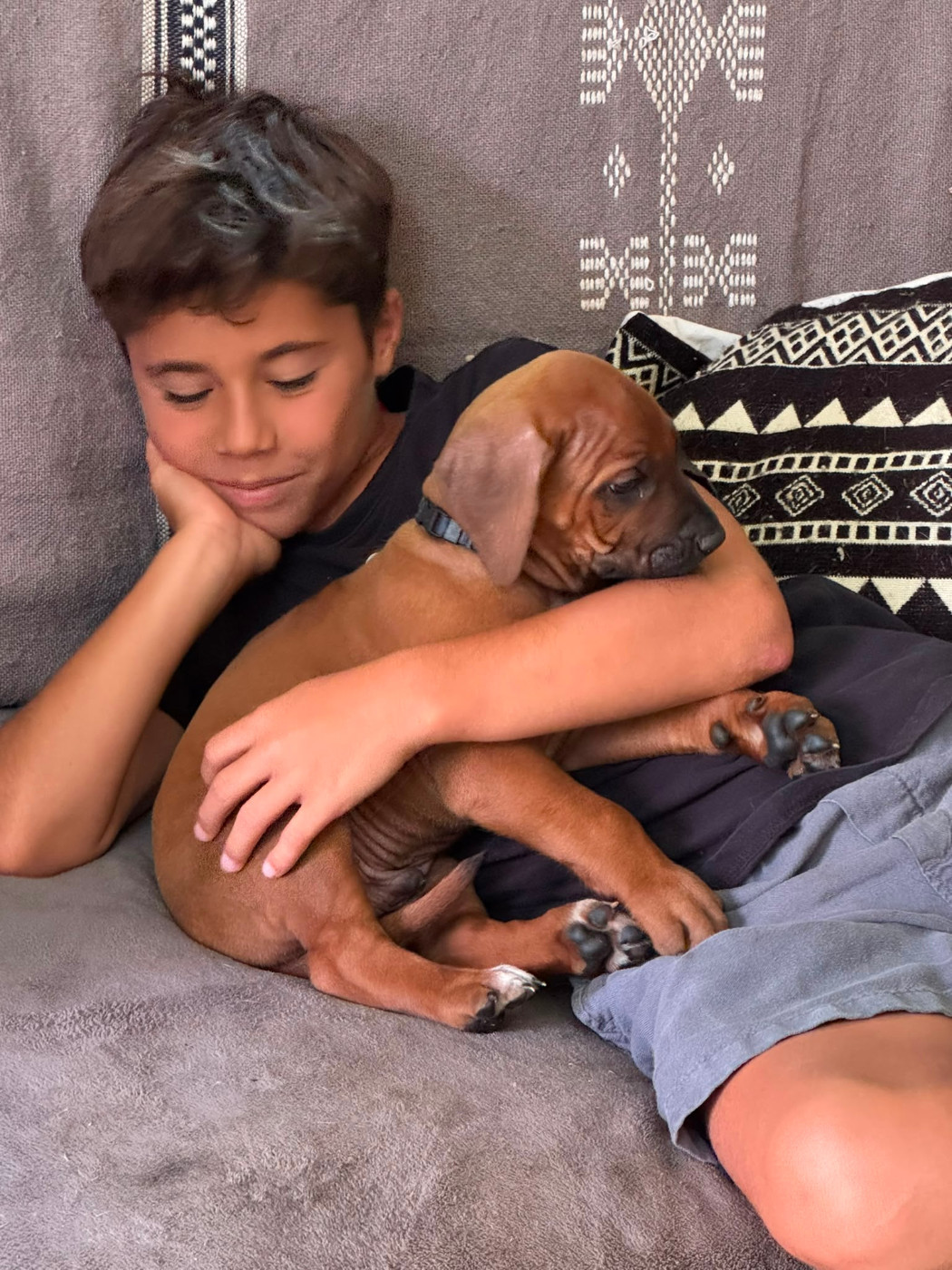 Hells Rhodesian - Chiots disponibles - Rhodesian Ridgeback