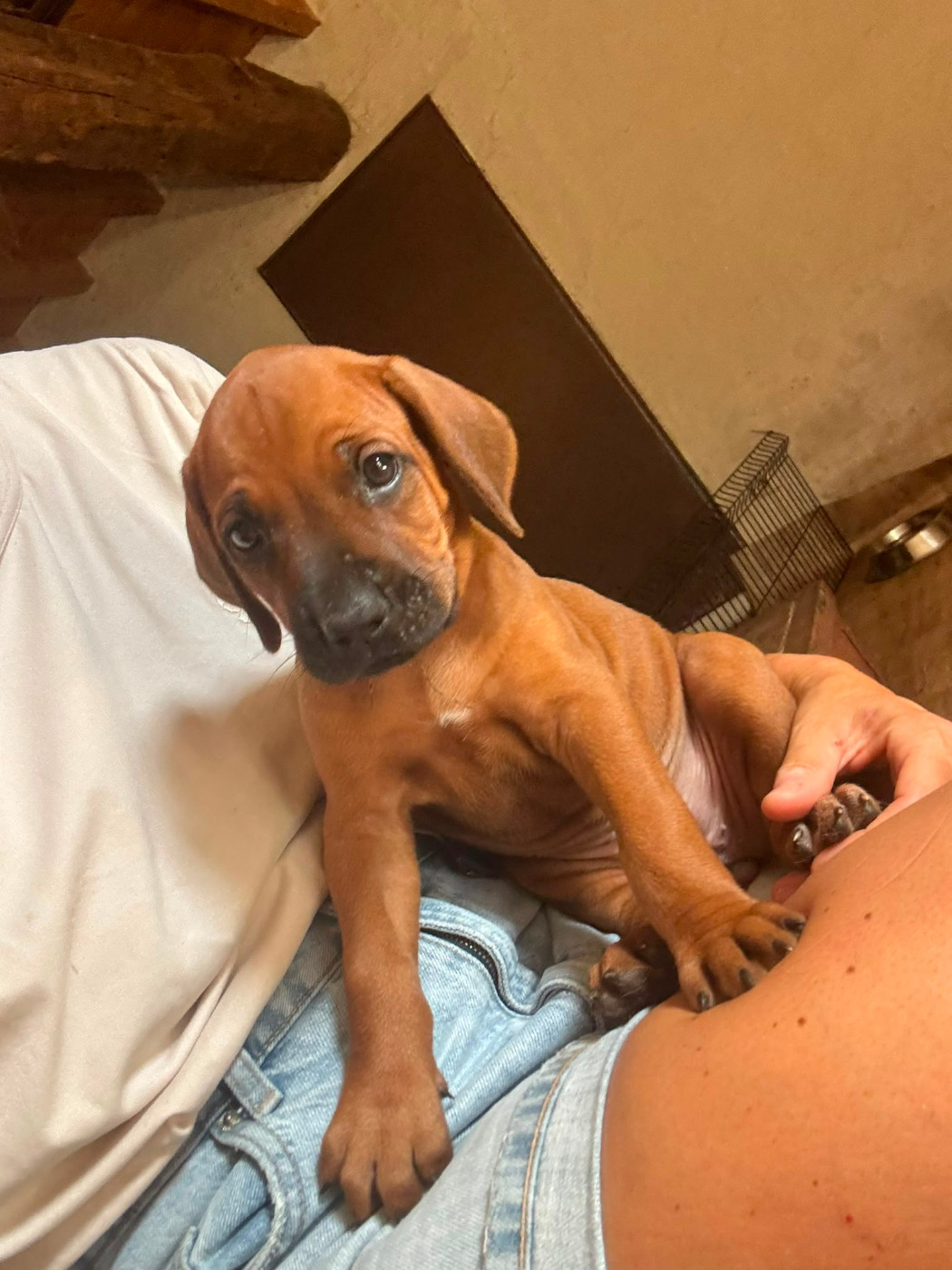 Hells Rhodesian - Chiots disponibles - Rhodesian Ridgeback