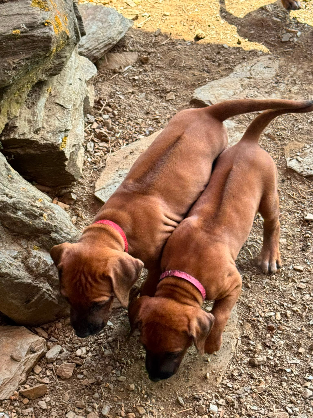 Hells Rhodesian - Chiots disponibles - Rhodesian Ridgeback