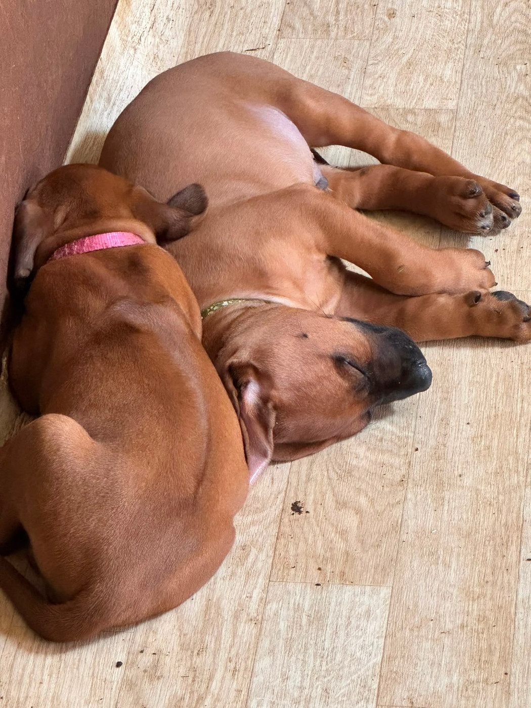 Hells Rhodesian - Chiots disponibles - Rhodesian Ridgeback