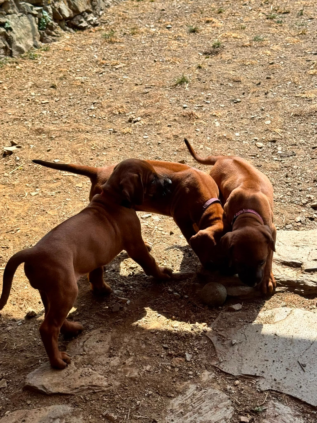 Hells Rhodesian - Chiots disponibles - Rhodesian Ridgeback