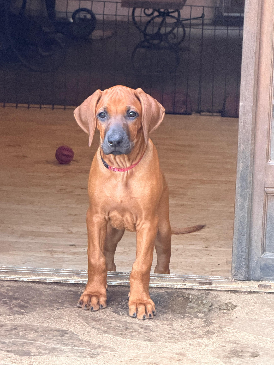 Hells Rhodesian - Chiots disponibles - Rhodesian Ridgeback