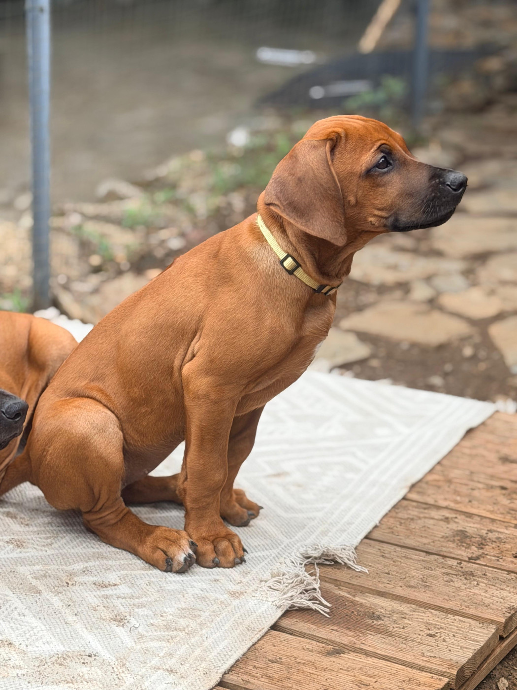 Hells Rhodesian - Chiots disponibles - Rhodesian Ridgeback