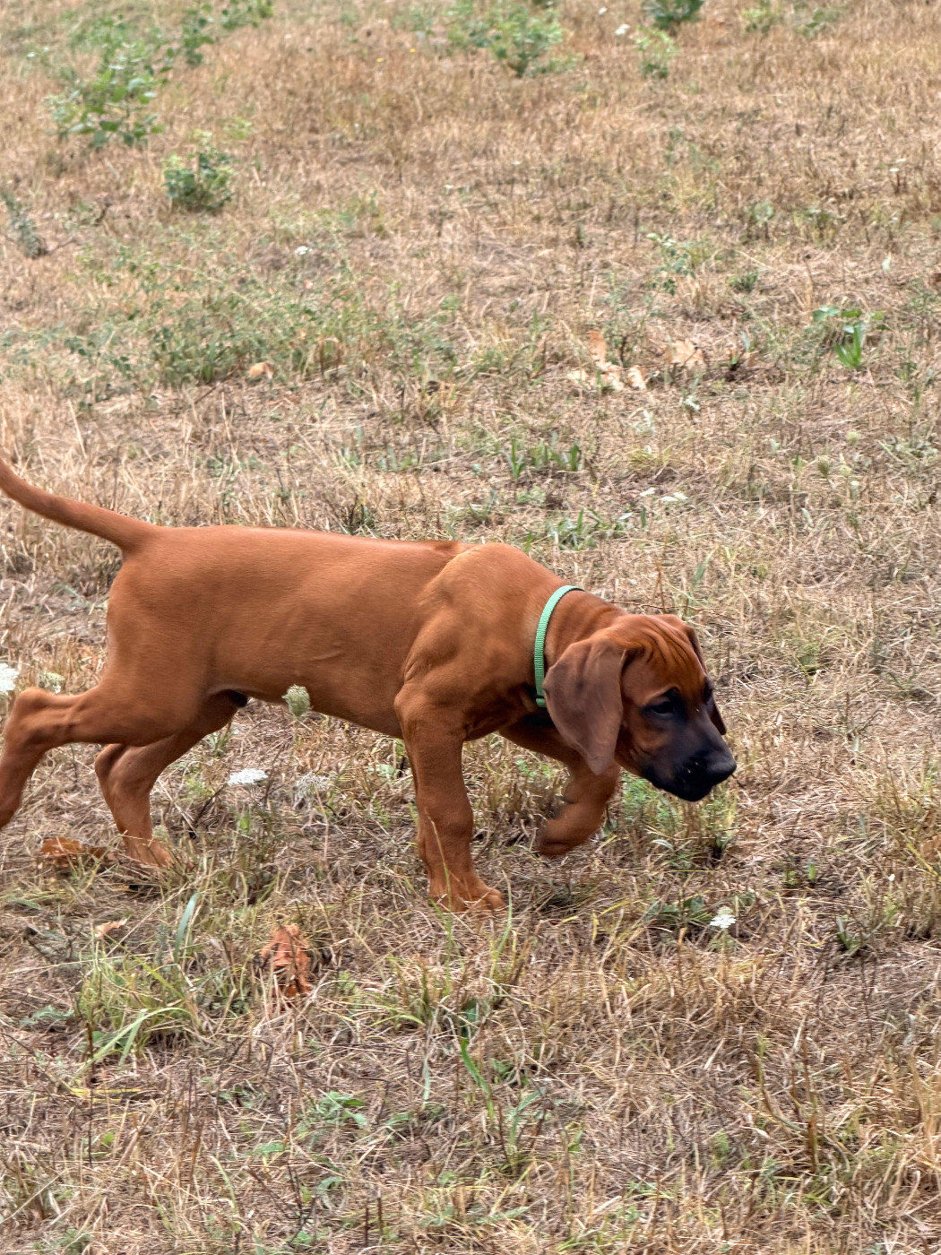 Hells Rhodesian - Chiots disponibles - Rhodesian Ridgeback