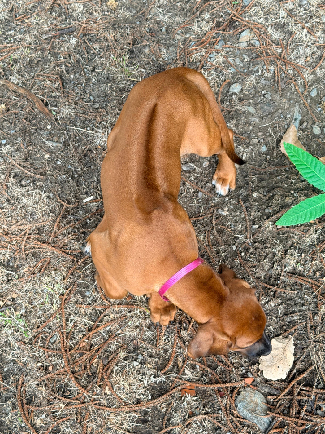 Hells Rhodesian - Chiots disponibles - Rhodesian Ridgeback