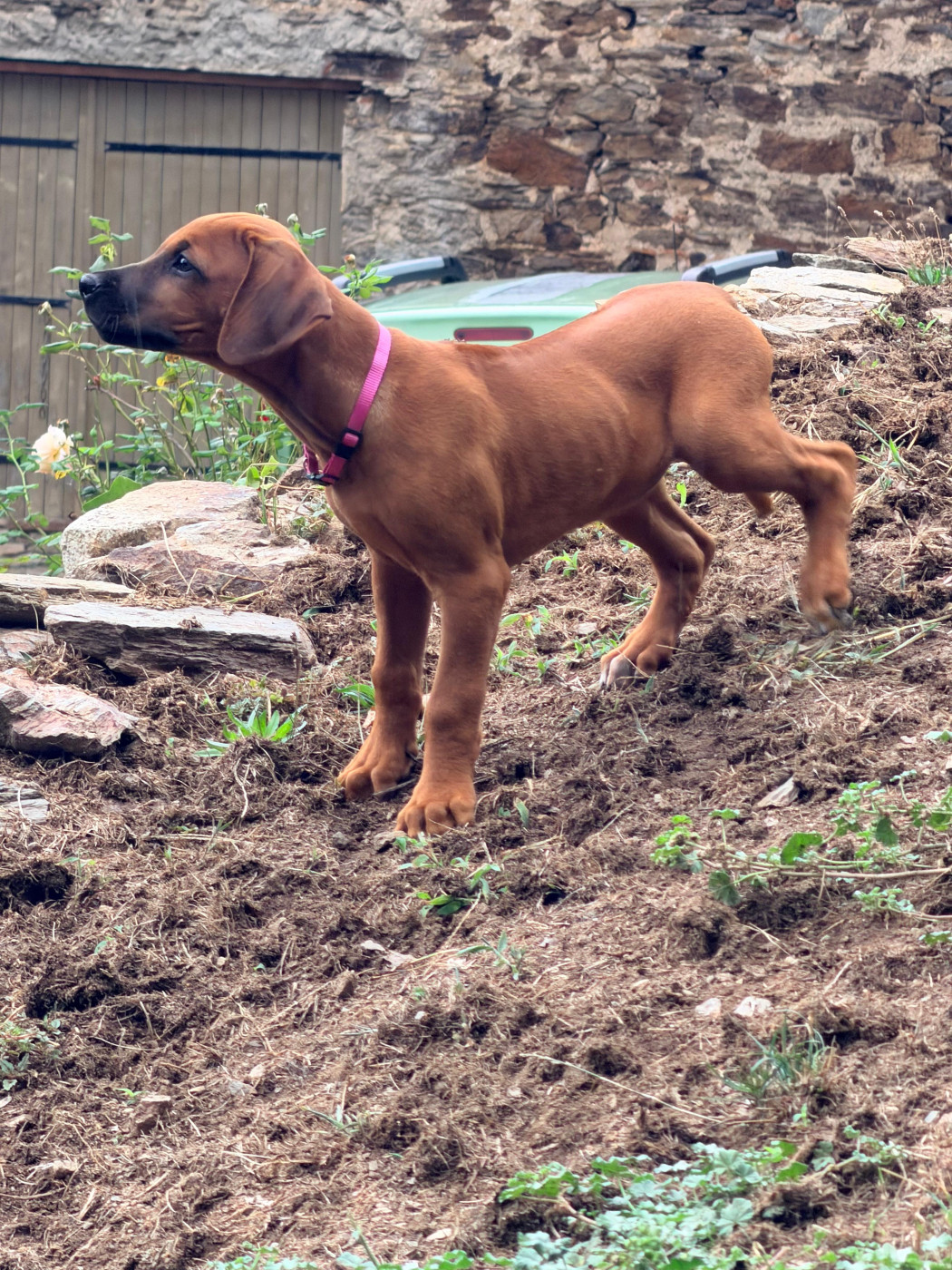 Hells Rhodesian - Chiots disponibles - Rhodesian Ridgeback