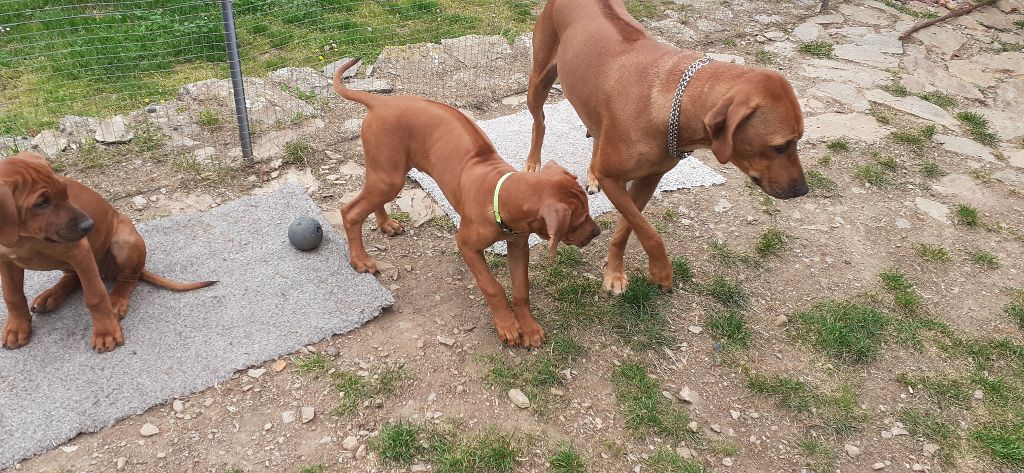Chiot Rhodesian Ridgeback Hells Rhodesian